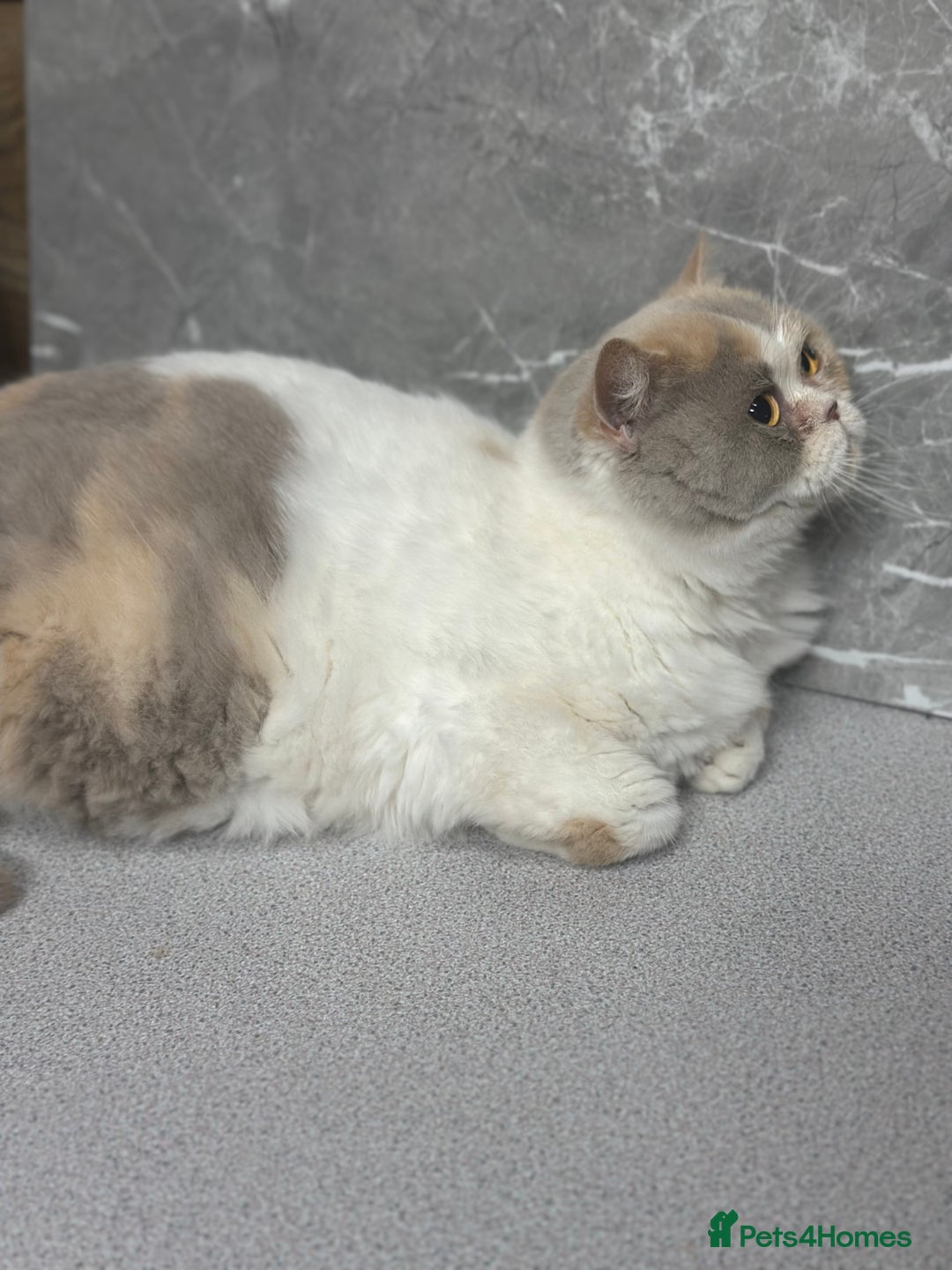 British Shorthair cats for sale: READY NOW - Lilac, BiColours & Colourpoint  - Image 36