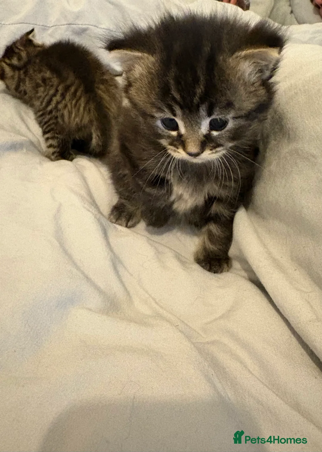 Scottish Fold cats for sale: 🐱💗💝 Ready to go on the 14th of February 💝 💗🐱 - Advert 9