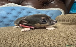 Chihuahua dogs for sale: Lilac tricolour chihuahua puppies - Image 9