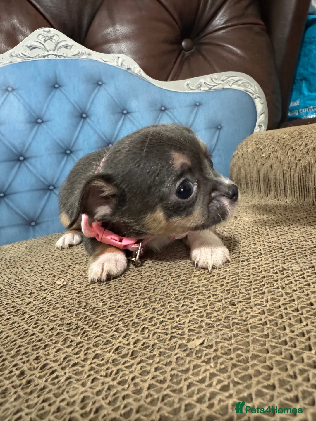 Chihuahua dogs for sale: Lilac tricolour chihuahua puppies - Image 9