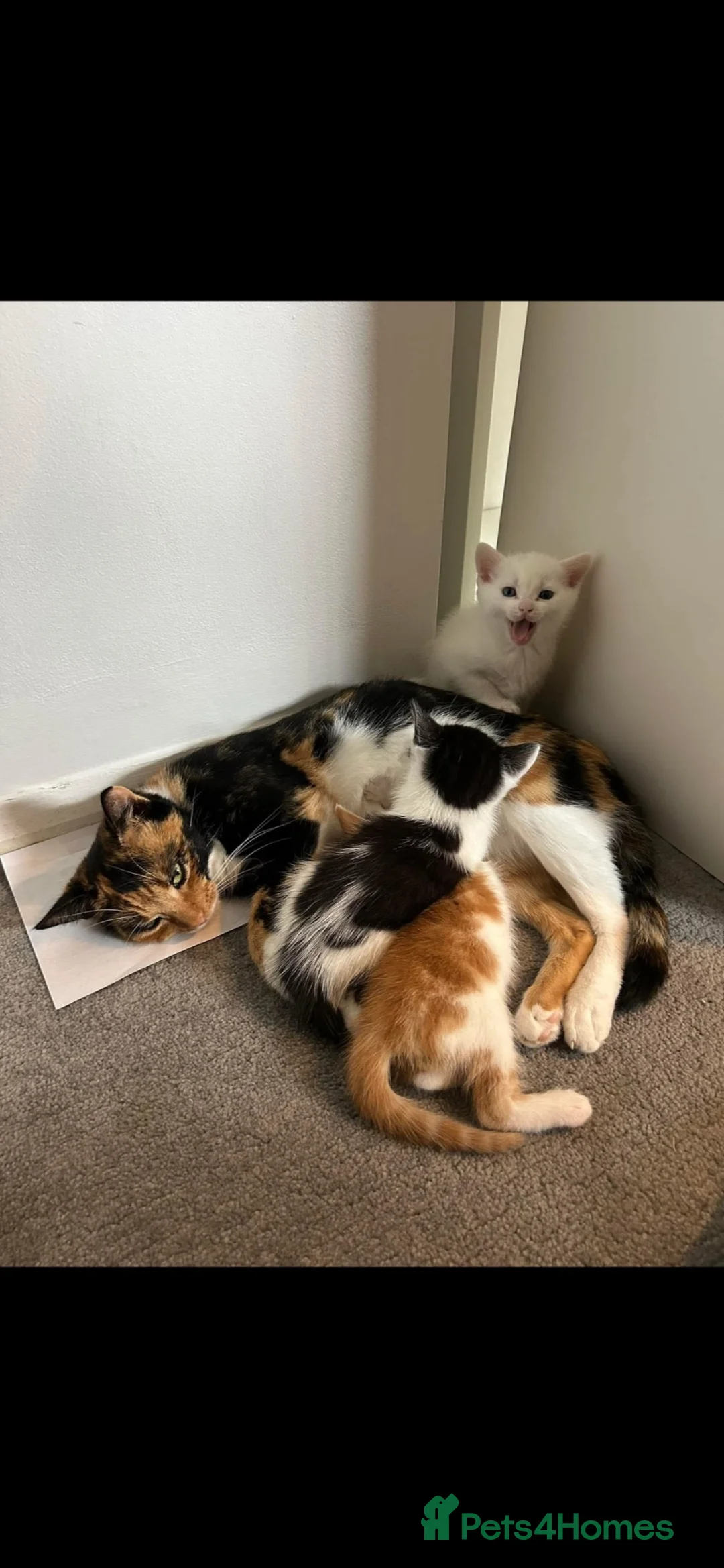 Mixed Breed cats for sale: Female white kitten  - Advert 1