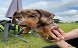 Miniature Dachshund dogs for sale: 5 KC registered smooth coated miniature dachshunds - Image 6