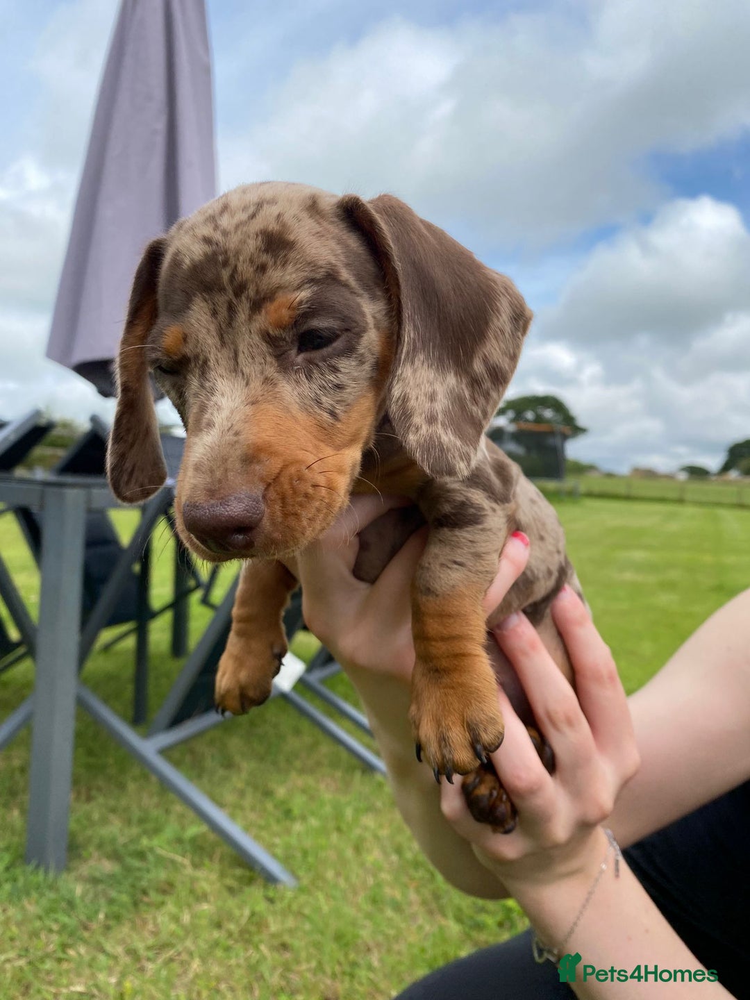 Miniature Dachshund dogs for sale: 5 KC registered smooth coated miniature dachshunds - Image 6
