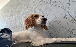 Cocker Spaniel dogs for sale: Beautiful Cocker Spaniel puppies for sale - Advert 1