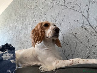 Cocker Spaniel dogs for sale: Beautiful Cocker Spaniel puppies for sale - Advert 1
