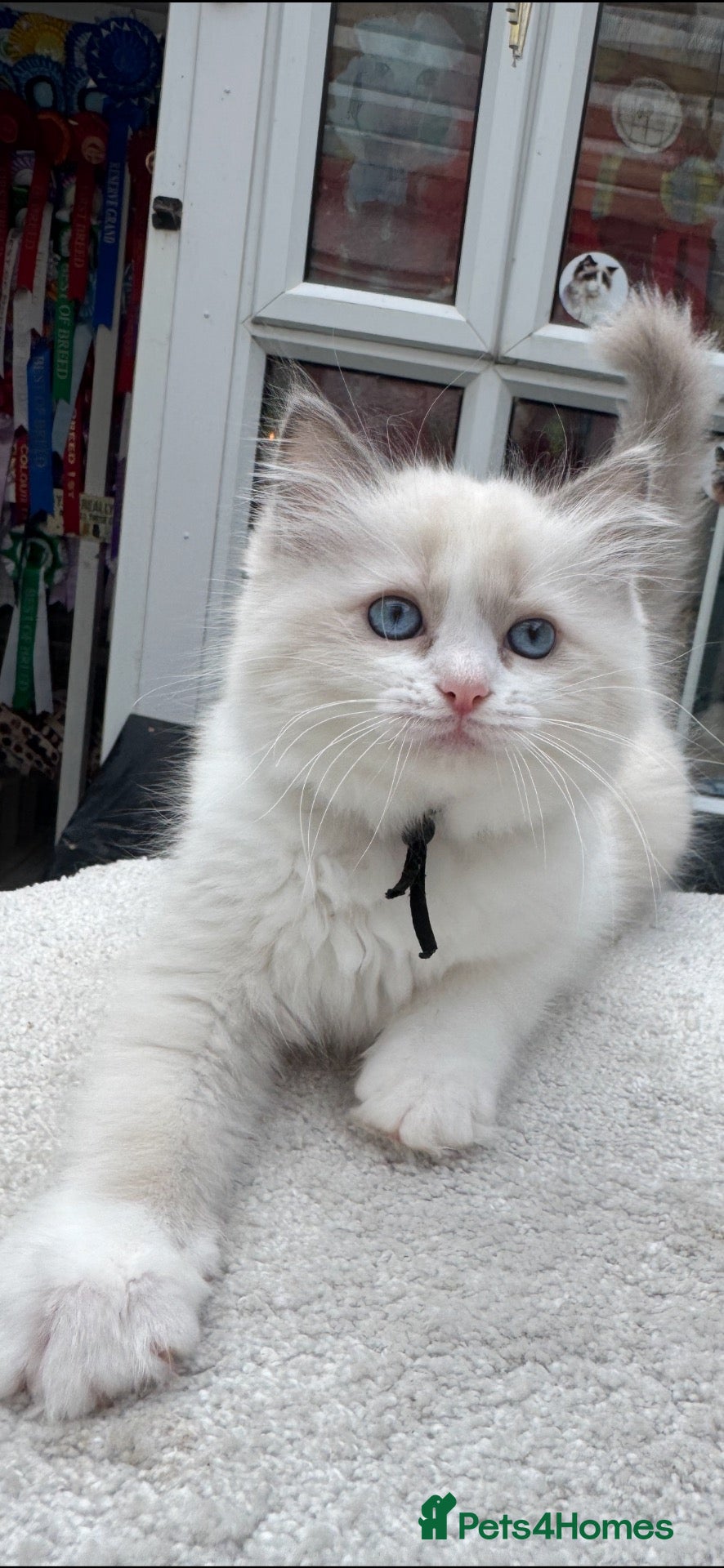 Ragdoll cats Gccf (champion) ragdoll kittens  - Advert 2