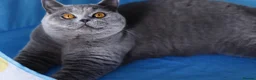 British Shorthair cats for sale: 🧸 Stunning GCCF BSH Female Champion Bloodlines ✨ - Advert 3