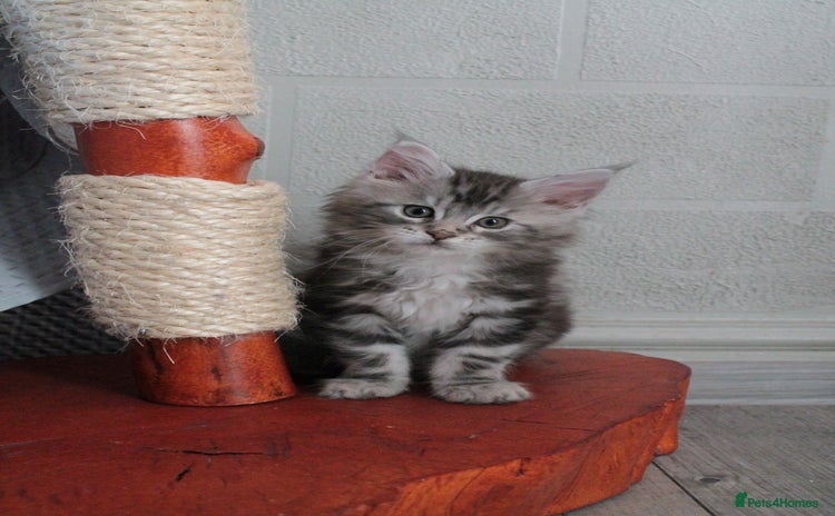 Maine Coon cats - Advert 8