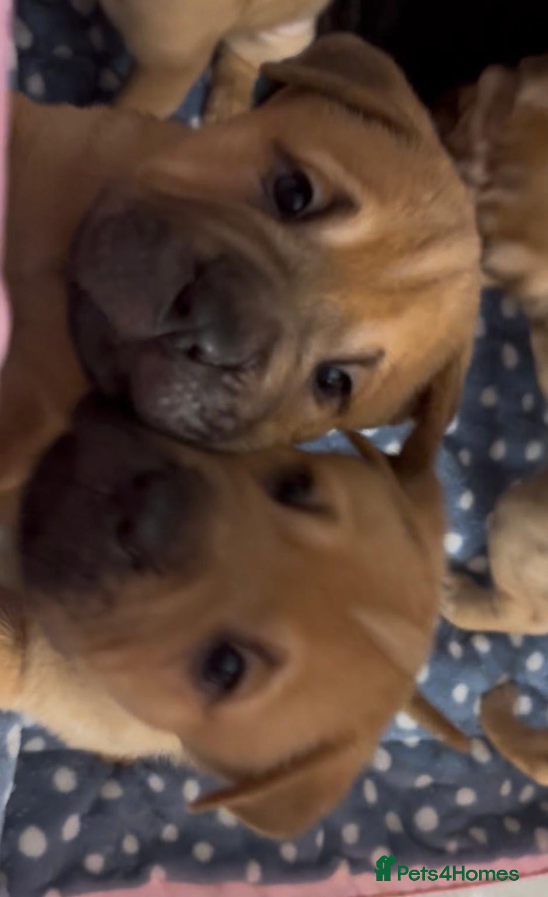 Mixed Breed dogs for sale: Staff/shar pei puppies - Advert 2
