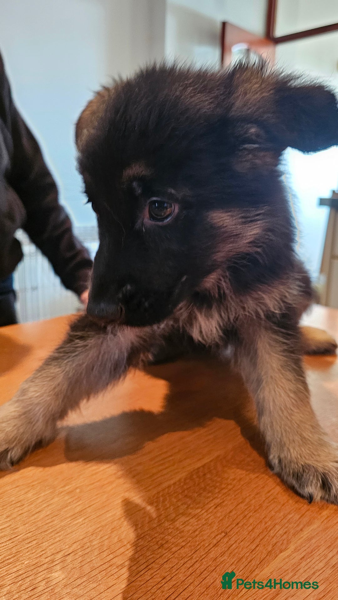 German Shepherd dogs for sale: Beutiful German Shepherd Puppies - Advert 8