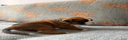 Boxer dogs for sale: Beautiful, KC registerd boxer puppies for sale in Canvey Island - Advert 28