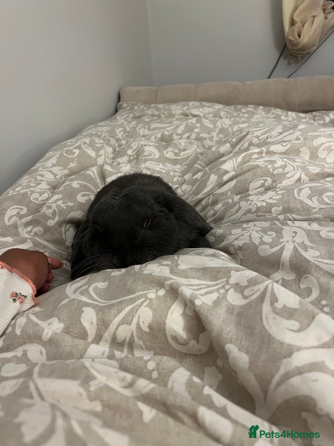 Mini Lop rabbits for sale: 🐰 Ernie the Bunny- looking for a loving new home  - Image 4