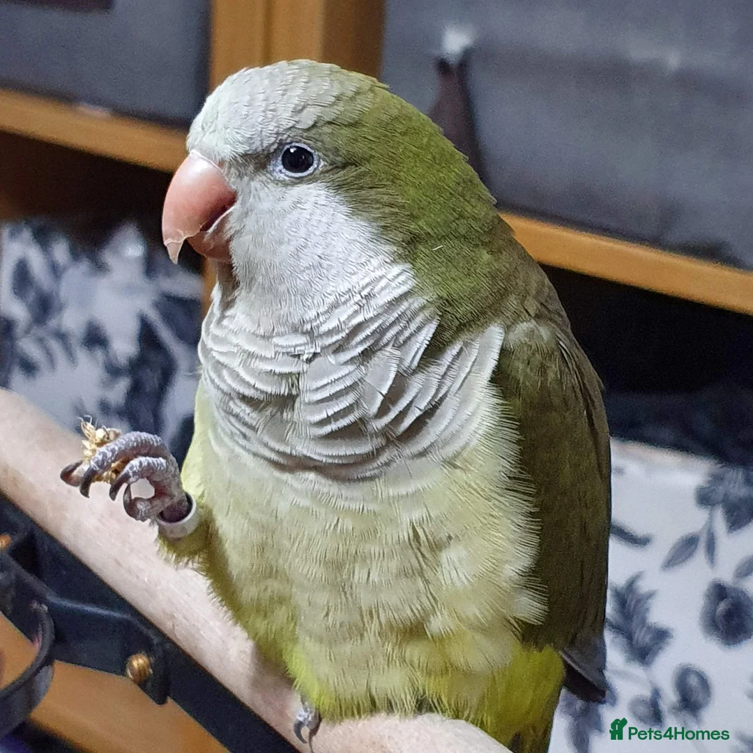 Parakeets birds for sale: Quaker parrot parakeet in need of a loving home. in Leicester - Advert 2