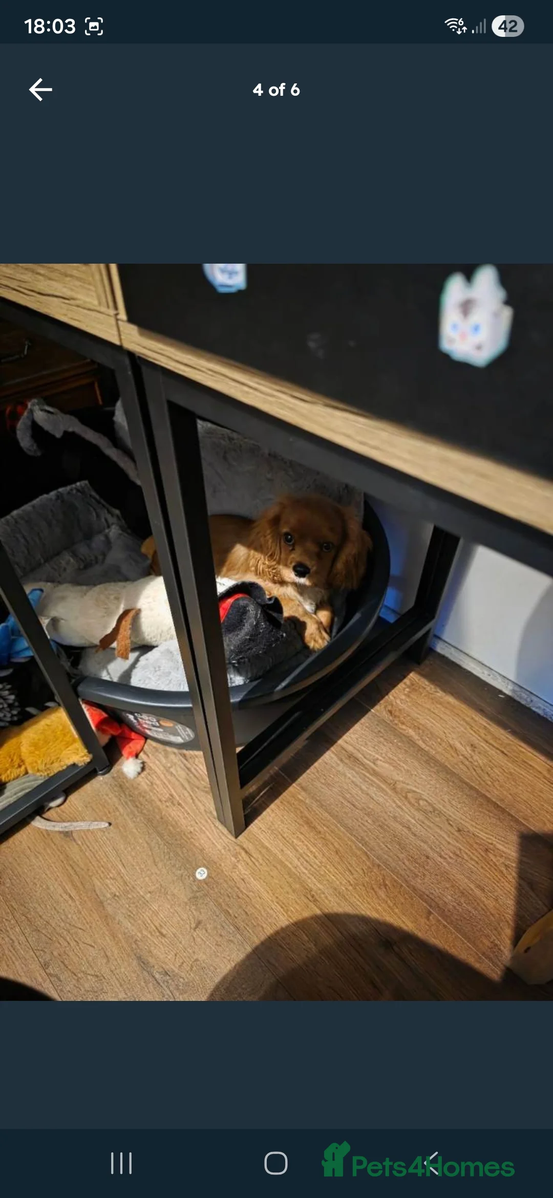 Cavalier King Charles Spaniel dogs for sale: KC registered Cavalier King Charles Spaniel  - Advert 5