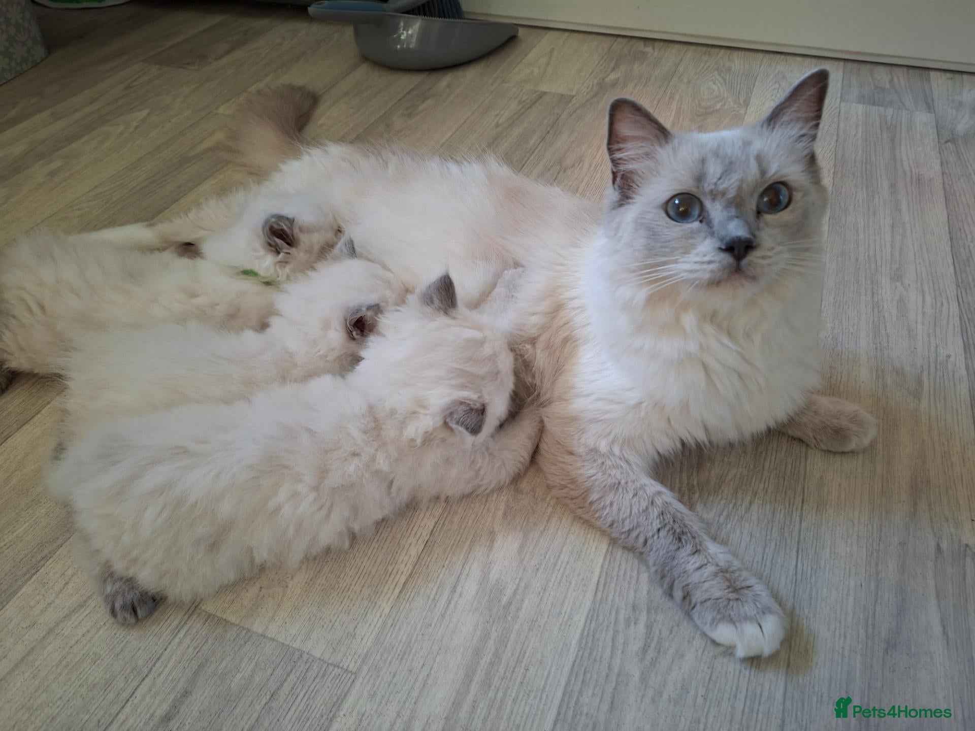 Ragdoll cats Beautiful Ragdoll kittens  - Advert 1