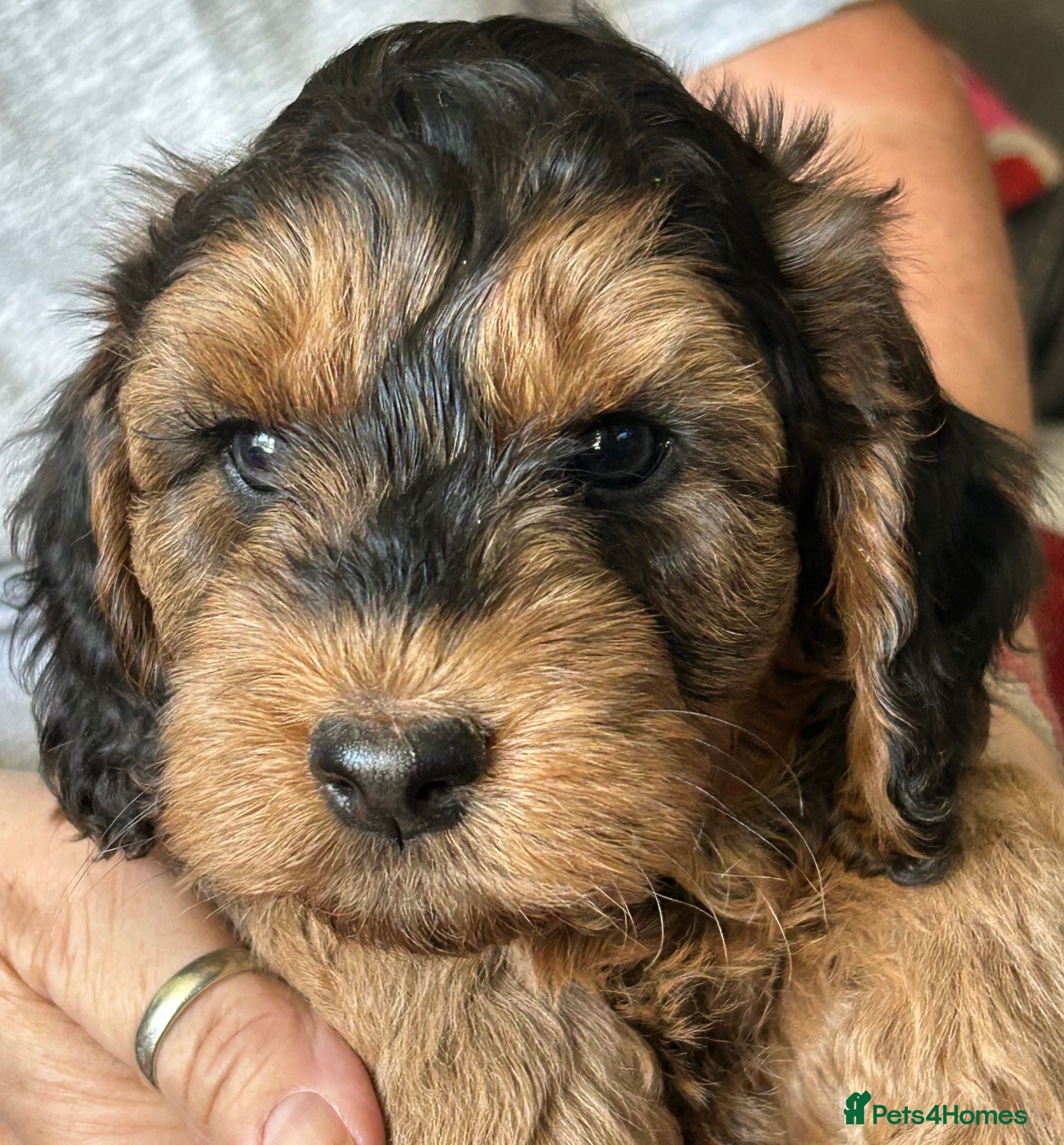 Cockapoo dogs Stunning  Litter of Cockapoo puppies - Advert 2