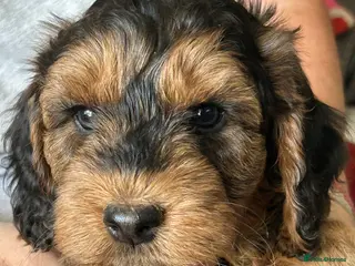 Cockapoo dogs Stunning Litter of Cockapoo puppies - Advert 2