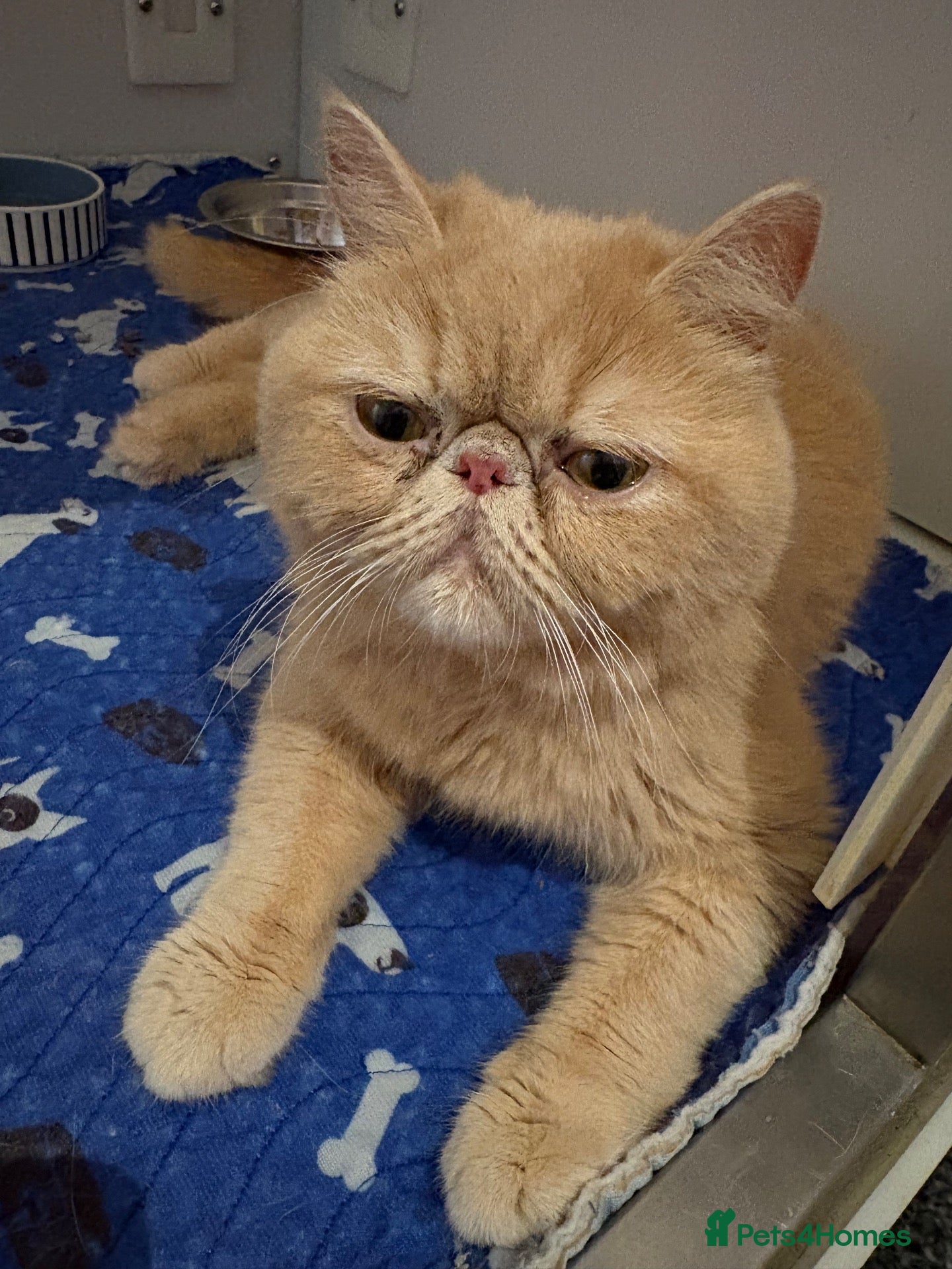 Exotic cats Beautiful exotic / Persian kittens 1 male 1 female - Advert 1