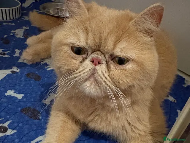 Exotic cats for sale: Beautiful exotic / Persian kittens 1 male 1 female - Advert 1
