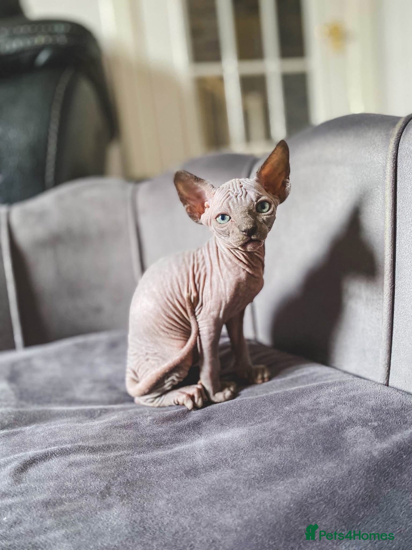 Sphynx cats Sphyx kittens  - Advert 14