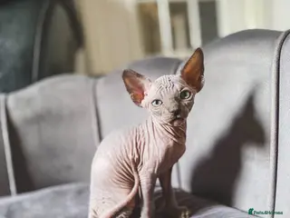 Sphynx cats Sphynx kittens - Advert 1