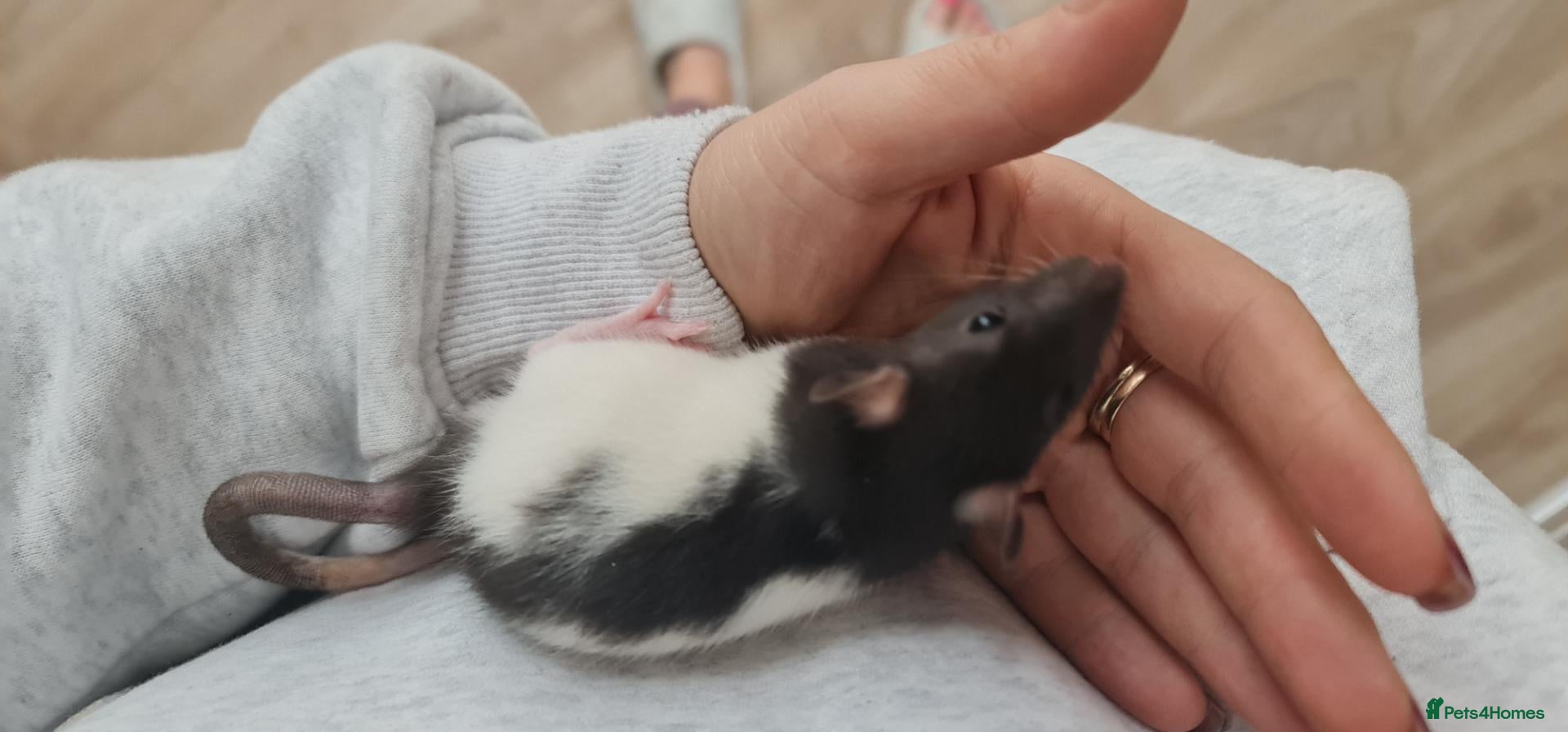 Rat rodents Baby rats - ready to go to forever loved home  - Advert 2