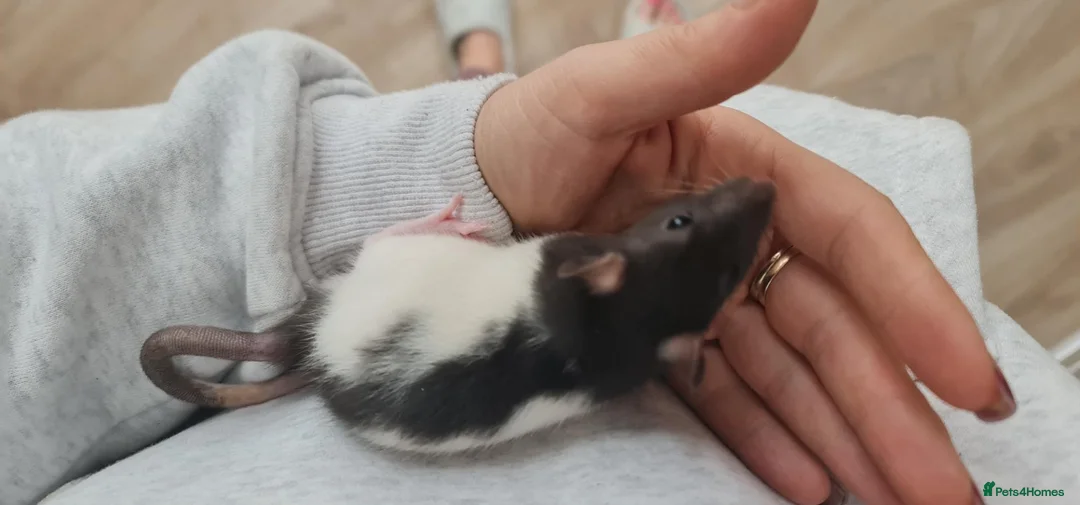 Rat rodents for sale: Baby rats - ready to go to forever loved home  - Advert 2