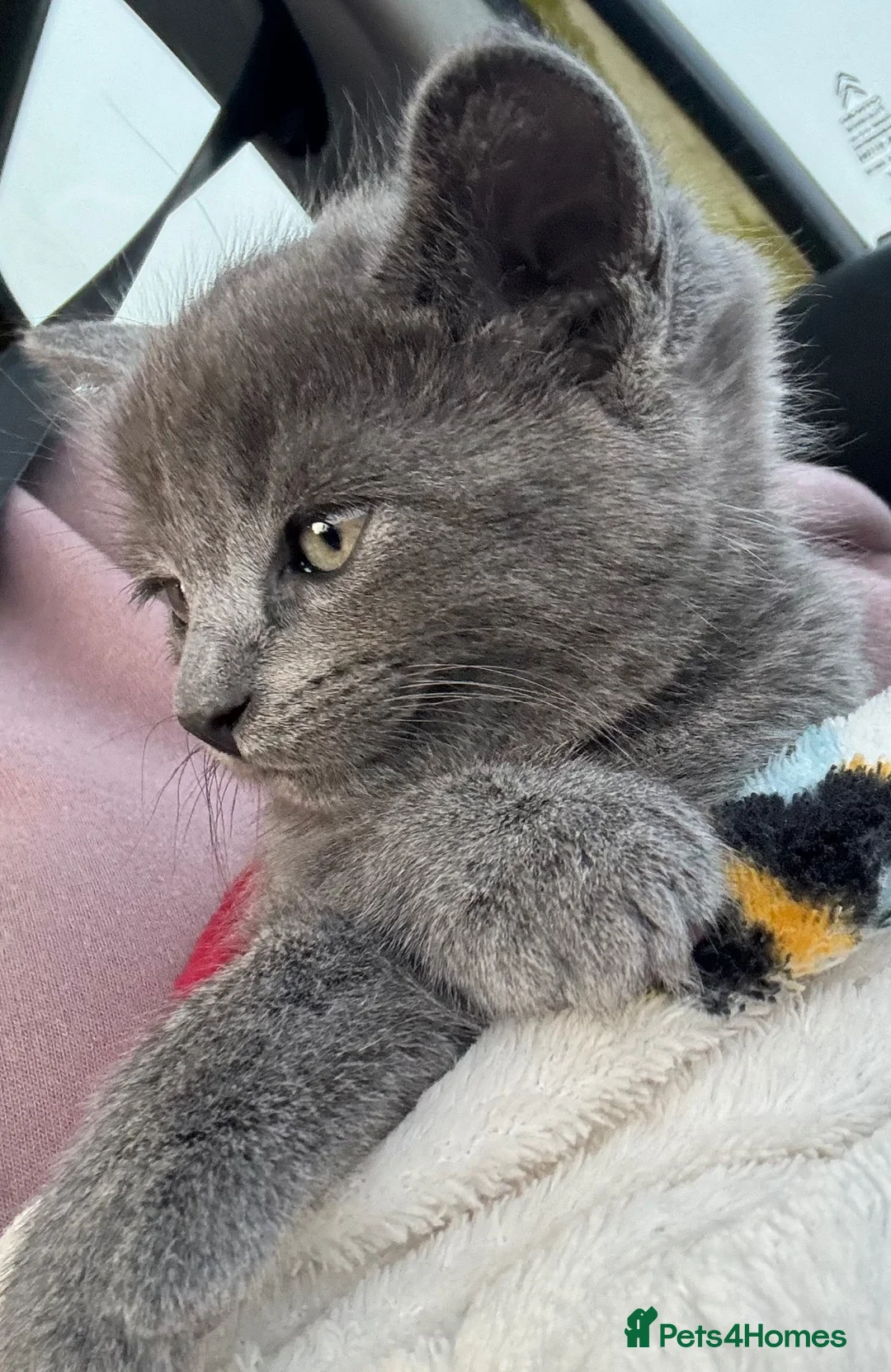 Mixed Breed cats for sale: Half British short hair female  - Advert 5