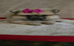 Pomeranian dogs for sale:  Pomeranian puppies ready now  - Image 12