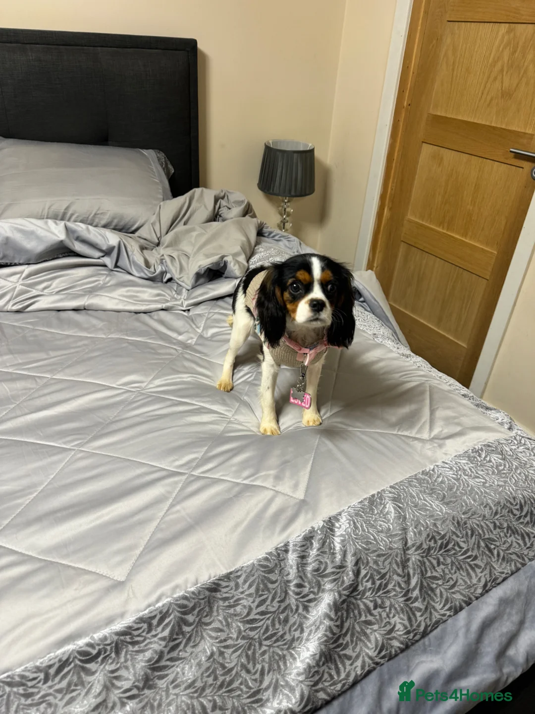 Cavalier King Charles Spaniel dogs for sale: KC Cavalier King Charles Bitch 2 years old  in Ferndown - Advert 10