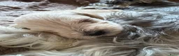Schnoodle dogs for sale: Beautiful F1 Schnoodle Puppies - Advert 27