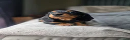 Miniature Dachshund dogs for sale: ❤️KC registered miniature dachshund puppies❤️ - Advert 13