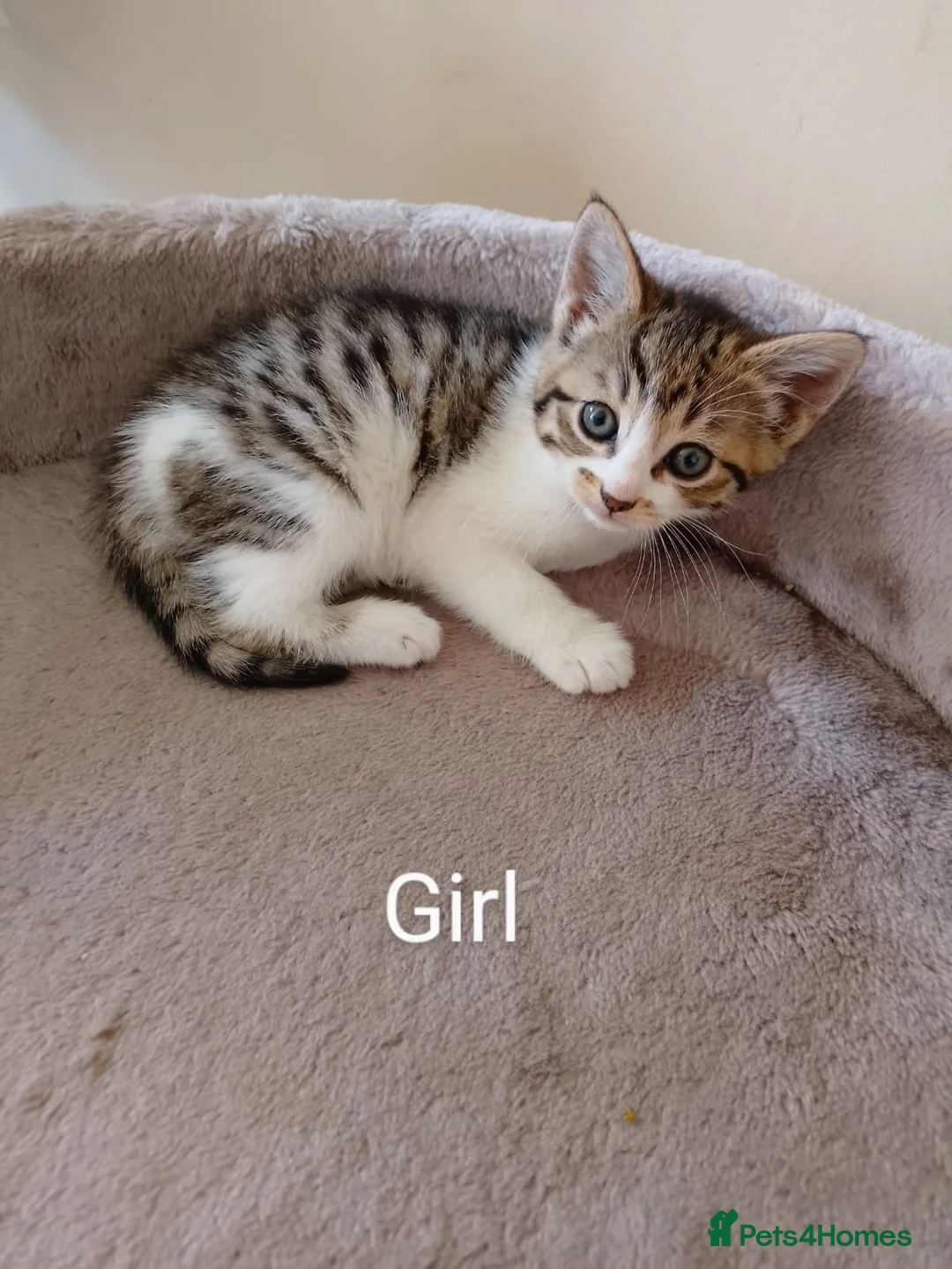 Mixed Breed cats for sale: New born kittens  - Advert 1