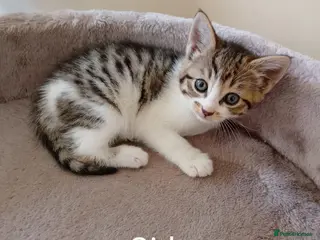 Mixed Breed cats New born kittens - Advert 15