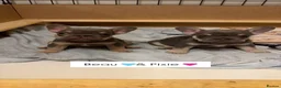 French Bulldog dogs for sale: *Beautiful DWKC Registered French Bulldog Puppies* - Advert 3