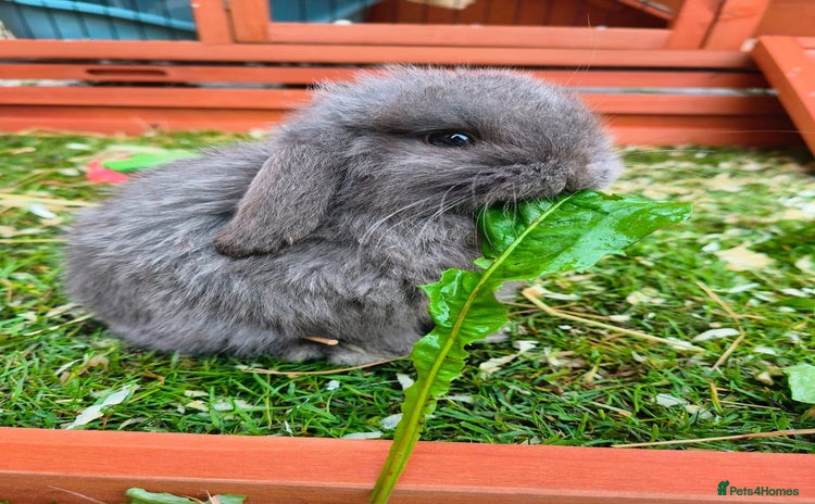 Mini Lop rabbits - Advert 6