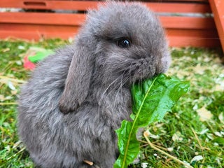 Mini Lop rabbits 2 boys READY 21st DECEMBER ** BABYS - Advert 15
