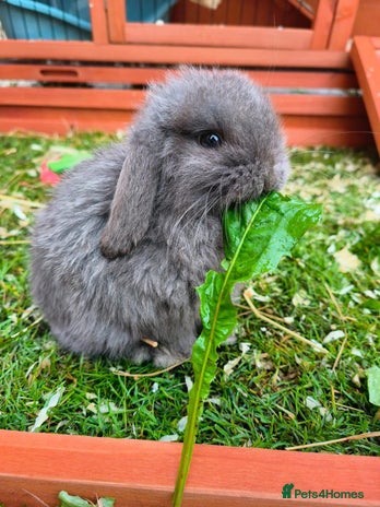 Mini Lop rabbits - Advert 6