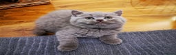 British Shorthair cats for sale: 2 beautiful cats for sale  - Advert 5