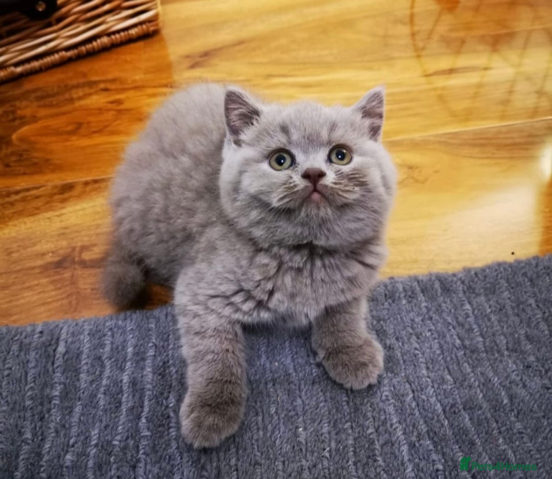 British Shorthair cats for sale: 2 beautiful cats for sale  - Advert 5