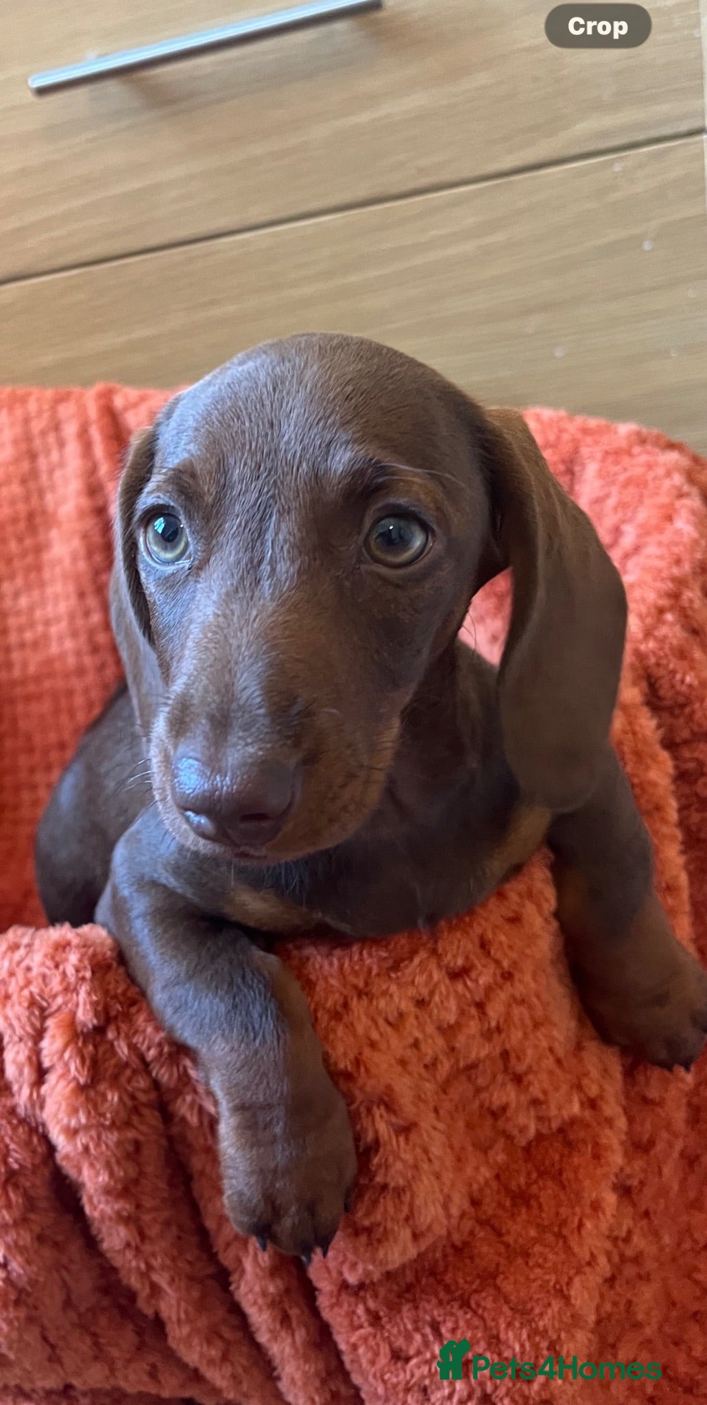 Dachshund dogs Stunning Solid Blue & Choc & Tan Dachshunds  - Advert 1