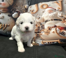 Mixed Breed dogs Beautiful shichon cross cavachon - Advert 5