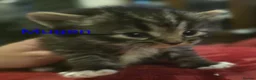 Siberian cats for sale: Adorable Siberian kittens - Advert 37