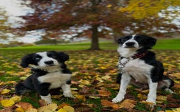 Border Collie dogs for sale: Beautiful Border Collie Puppies - 1 Boy Left - Advert 1