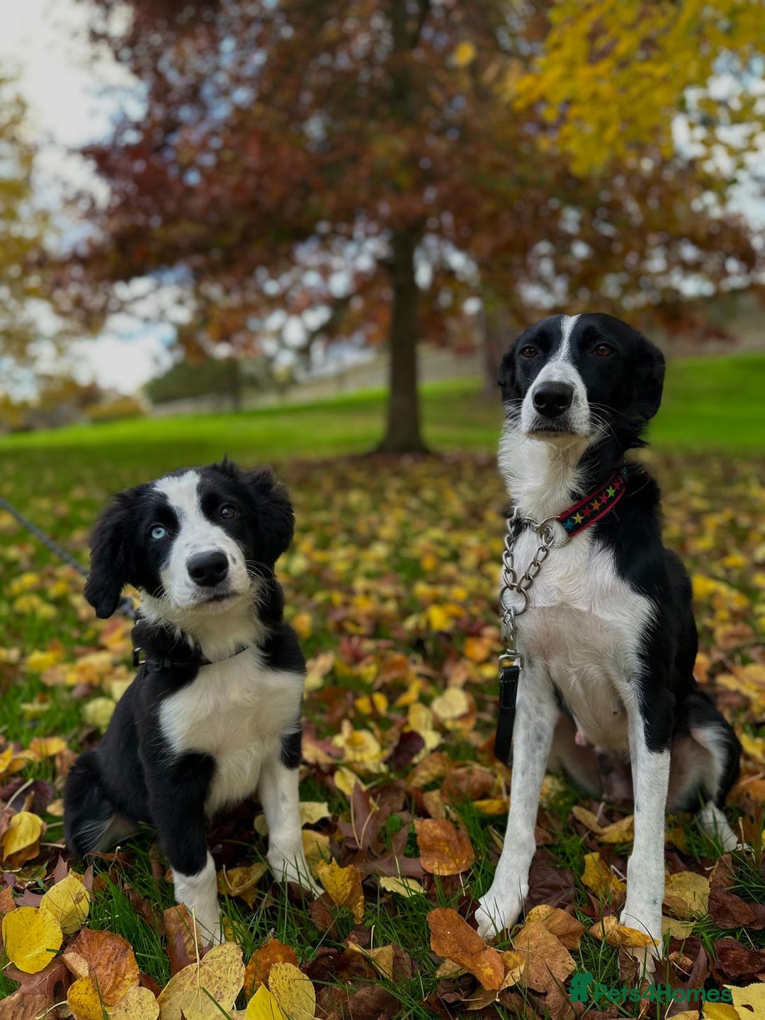 Border Collie dogs for sale: Beautiful Border Collie Puppies - 1 Boy Left - Advert 1