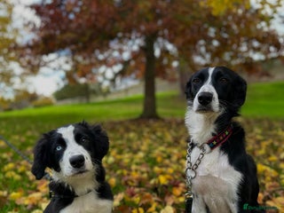 Border Collie dogs for sale: Beautiful Border Collie Puppies - 1 Boy Left - Advert 1