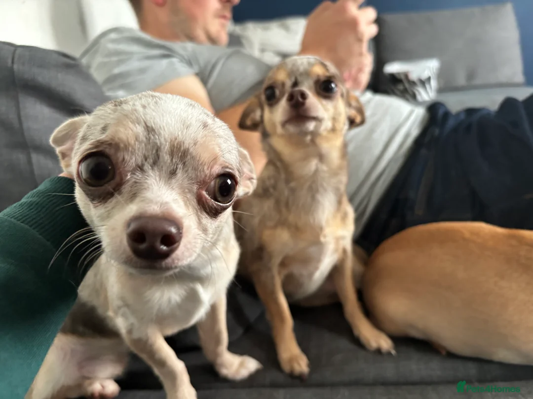 Chihuahua dogs for sale: 2 year old merle chihuahua male  - Advert 1