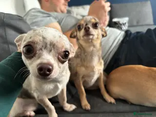 Chihuahua dogs 2 year old merle chihuahua male - Advert 2