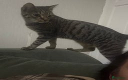 Mixed Breed cats for sale: Female Tabby for sale - Advert 3