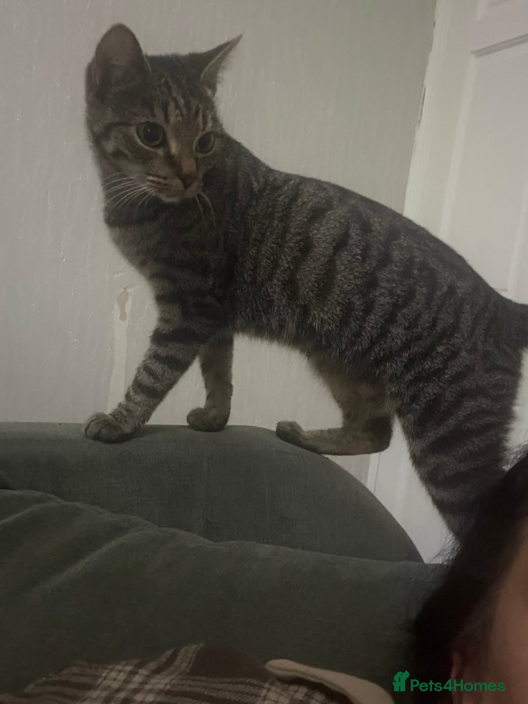 Mixed Breed cats for sale: Female Tabby for sale - Advert 3